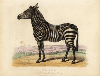 Zebra delle pianure, Equus quagga da William Smellie