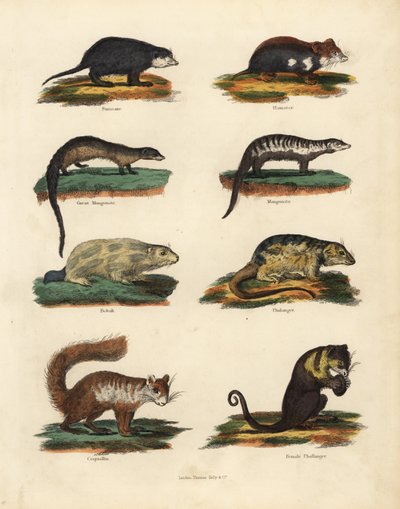 Specie di roditori da William Smellie