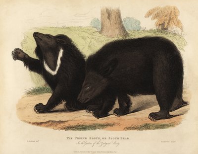 Orso labiato, Melursus ursinus. Vulnerabile da William Smellie