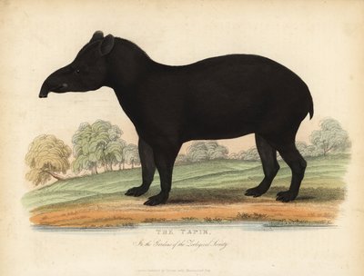 Tapir sudamericano, Tapirus terrestris, vulnerabile da William Smellie