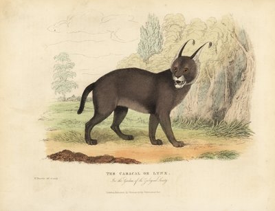 Il Caracal o Lince da William Smellie