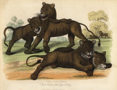 I cuccioli di leone nei giardini della Società Zoologica da William Smellie