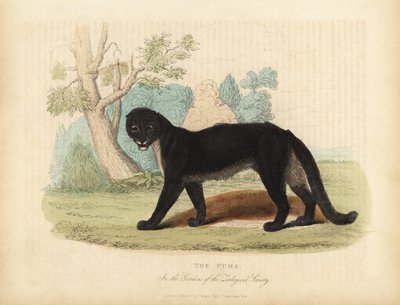 Il Puma o Coguaro, Puma concolor da William Smellie