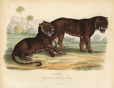 Tigre, Panthera tigris, in pericolo da William Smellie
