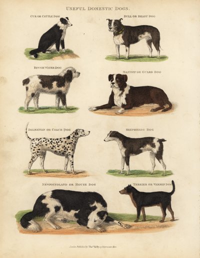 Cani domestici utili, Canis lupus familiaris da William Smellie