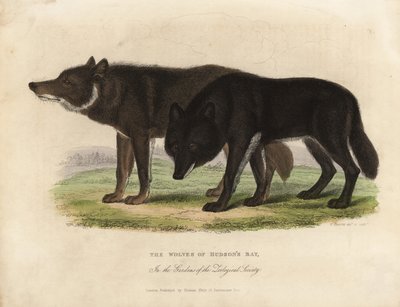 Lupi della Baia di Hudson, Canis lupus da William Smellie