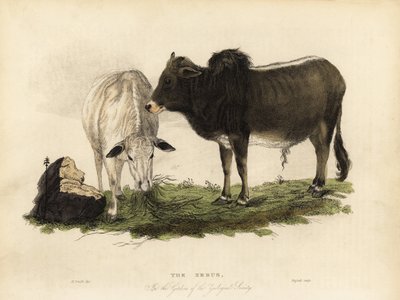Zebu, Bos primigenius indicus da William Smellie