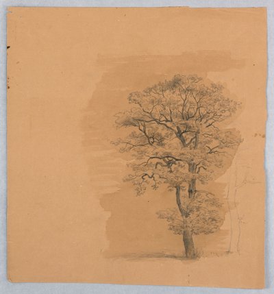Studio del fogliame da William Stanley Haseltine