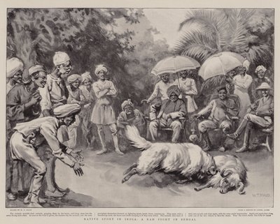 Sport nativo in India, una lotta tra arieti in Bengala da William T. Maud