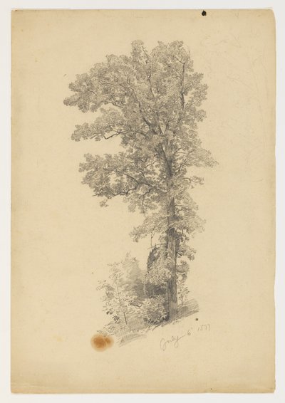 Studio di Foliage da William Trost Richards