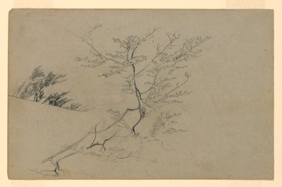 Studio del fogliame da William Trost Richards