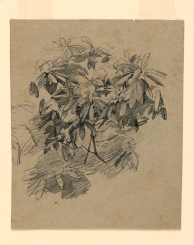 Studio di fogliame da William Trost Richards