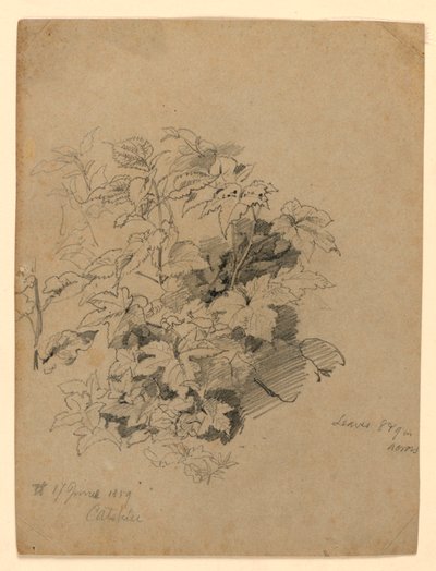 Studio di Foliage da William Trost Richards