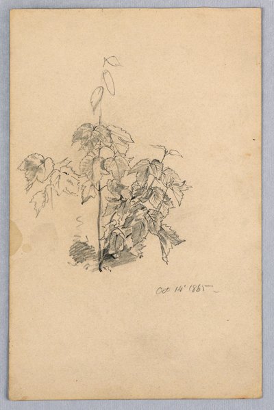 Studio del fogliame da William Trost Richards