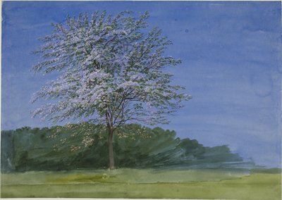 Studio di un albero in fiore da Joseph Mallord William Turner