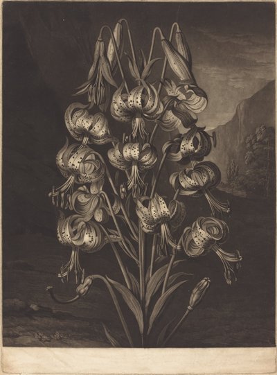 Il superbo giglio da William Ward after Philip Reinagle