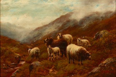 Pecore delle Highlands su una collina da William Watson