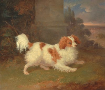 Un cane di razza Blenheim da William Webb