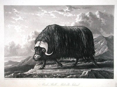 Toro muschiato, Isola di Melville, da Journal of a Voyage for the Discovery of a North West Passage from the Atlantic to the Pacific performed in the Years 1819-20, di William Edward Parry, pubblicato 1821 da William Westall