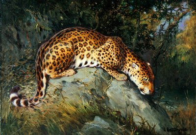 Un leopardo accovacciato su una roccia da William Woodhouse