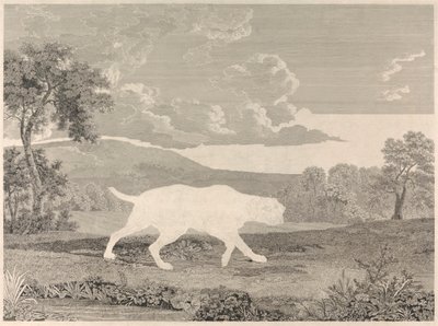 Il Cane da Caccia Spagnolo da William Woollett