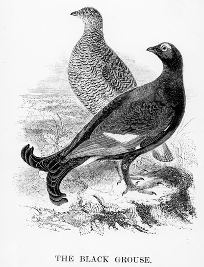 Il gallo cedrone nero, illustrazione da 