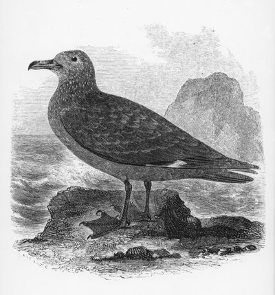 Lo skua comune, illustrazione da 
