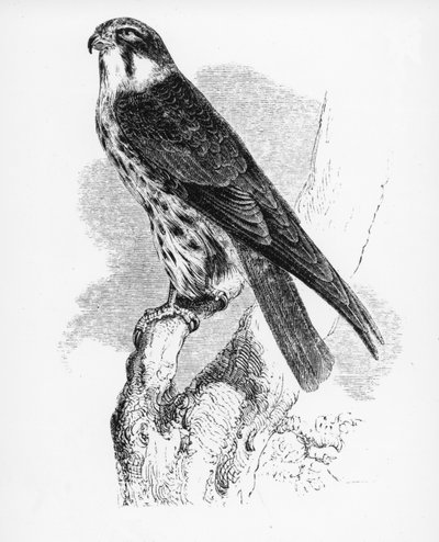 Il falco, illustrazione da 