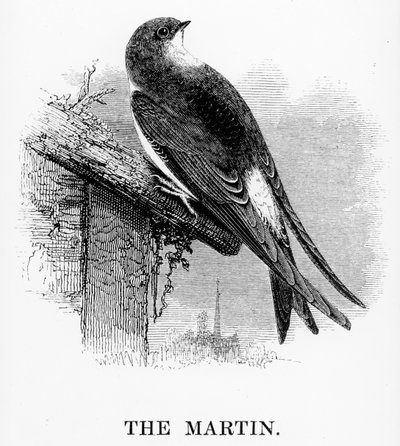 Il martin pescatore, illustrazione da 