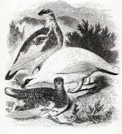 La Pernice Bianca, illustrazione da 