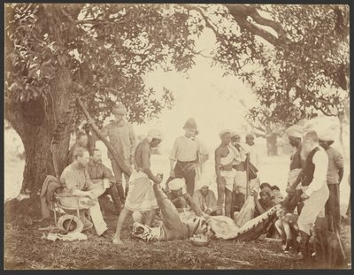 [Carcassa di tigre] da Willoughby Wallace Hooper