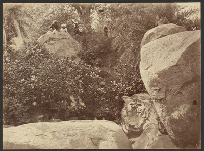 [Tigre sulle rocce] da Willoughby Wallace Hooper