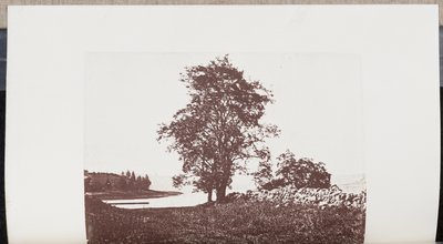 Alberi di robinia sulle rive del fiume Bass a Beverly da Wilson Flagg