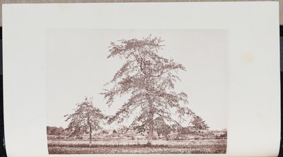 Alberi di tupelo in un campo vicino all