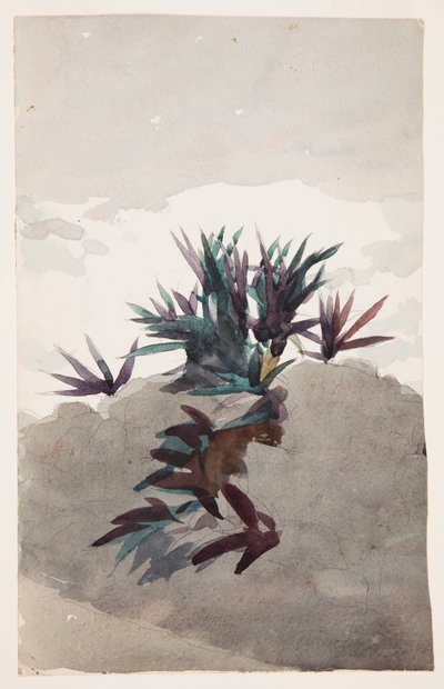 Collina con Ciuffi di Maguey da Winslow Homer