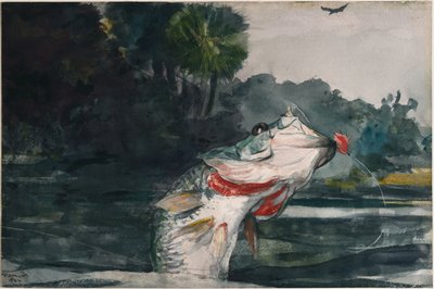 Spigola nera a grandezza naturale da Winslow Homer