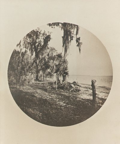 Palma e scena di spiaggia, costa della Florida, c.1904 da Winslow Homer