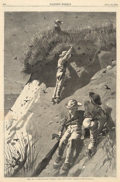 Incursione in una colonia di rondini di sabbia da Winslow Homer