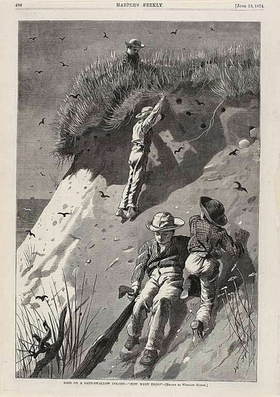 Incursione in una colonia di rondini: "Quante uova". da Winslow Homer
