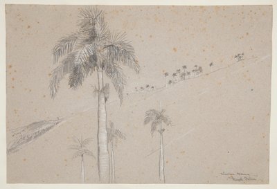 Palma reale, Cuba da Winslow Homer