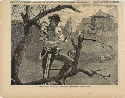 Lavori agricoli di primavera - Innesto da Winslow Homer