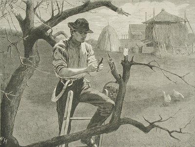  da Winslow Homer