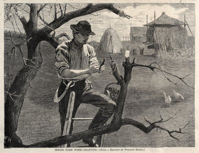 Lavoro agricolo primaverile - Innesto da Winslow Homer
