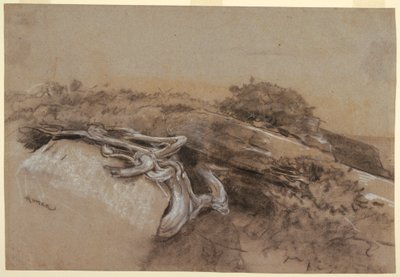Studio di radici di alberi, Prout