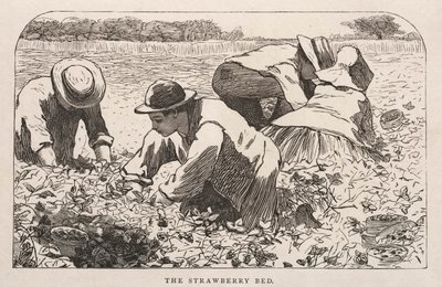 Il letto di fragole da Winslow Homer