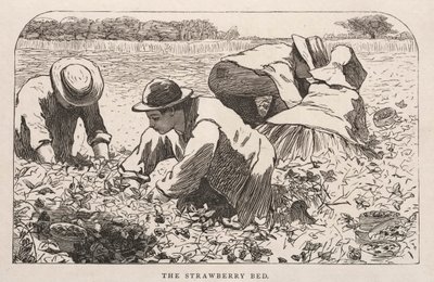 Il letto di fragole, 1868 da Winslow Homer
