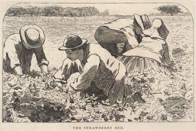 Il letto di fragole, da I nostri giovani, luglio 1868 da Winslow Homer