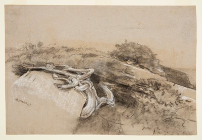 Radici di alberi, Prout