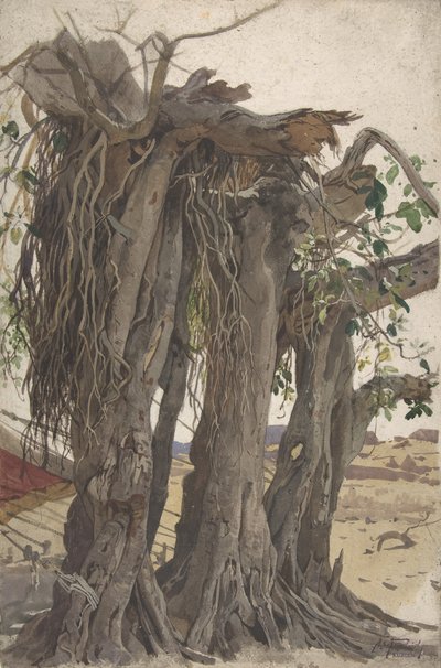 Studio di un ceppo con radici aeree, metà XIX-inizio XX secolo da Woldemar Friedrich
