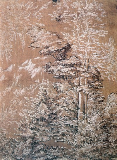 Studio di un albero, 1519 da Wolf Huber